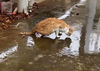 An animal shaking violently as life slips away