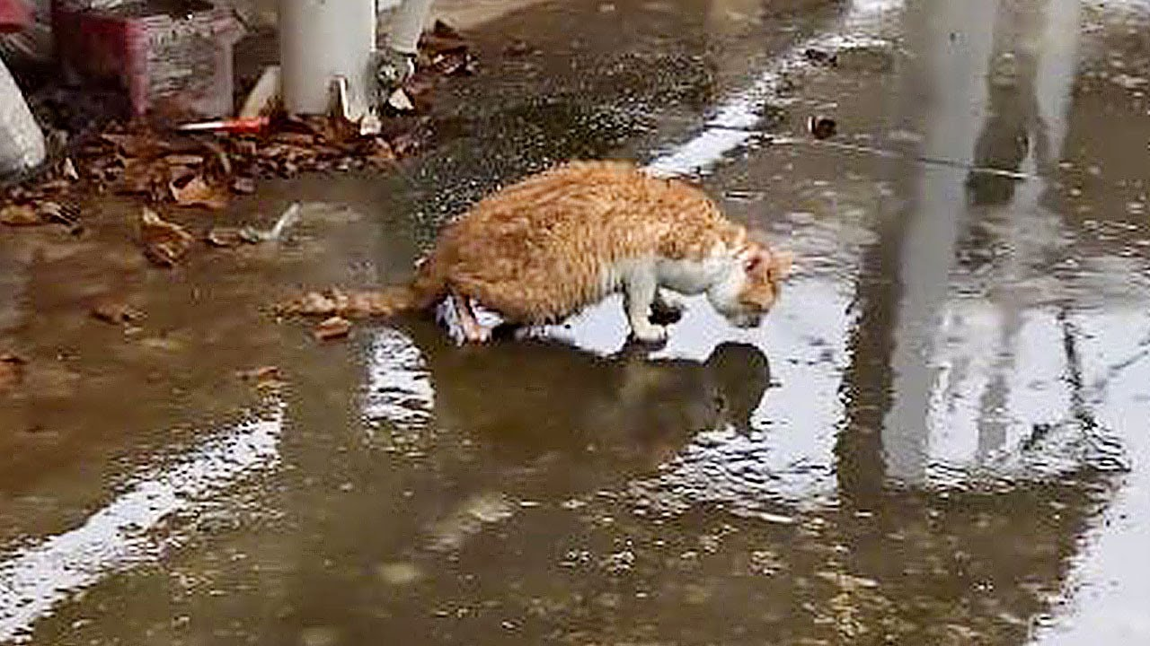 An animal shaking violently as life slips away