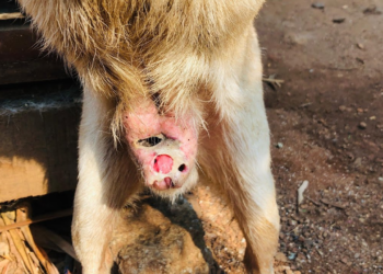 An animal fading slowly after unbearable trauma