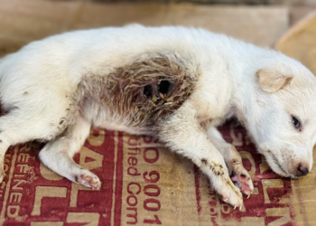 Puppies Rescued With~maggot & hole dog🥲😢🐶