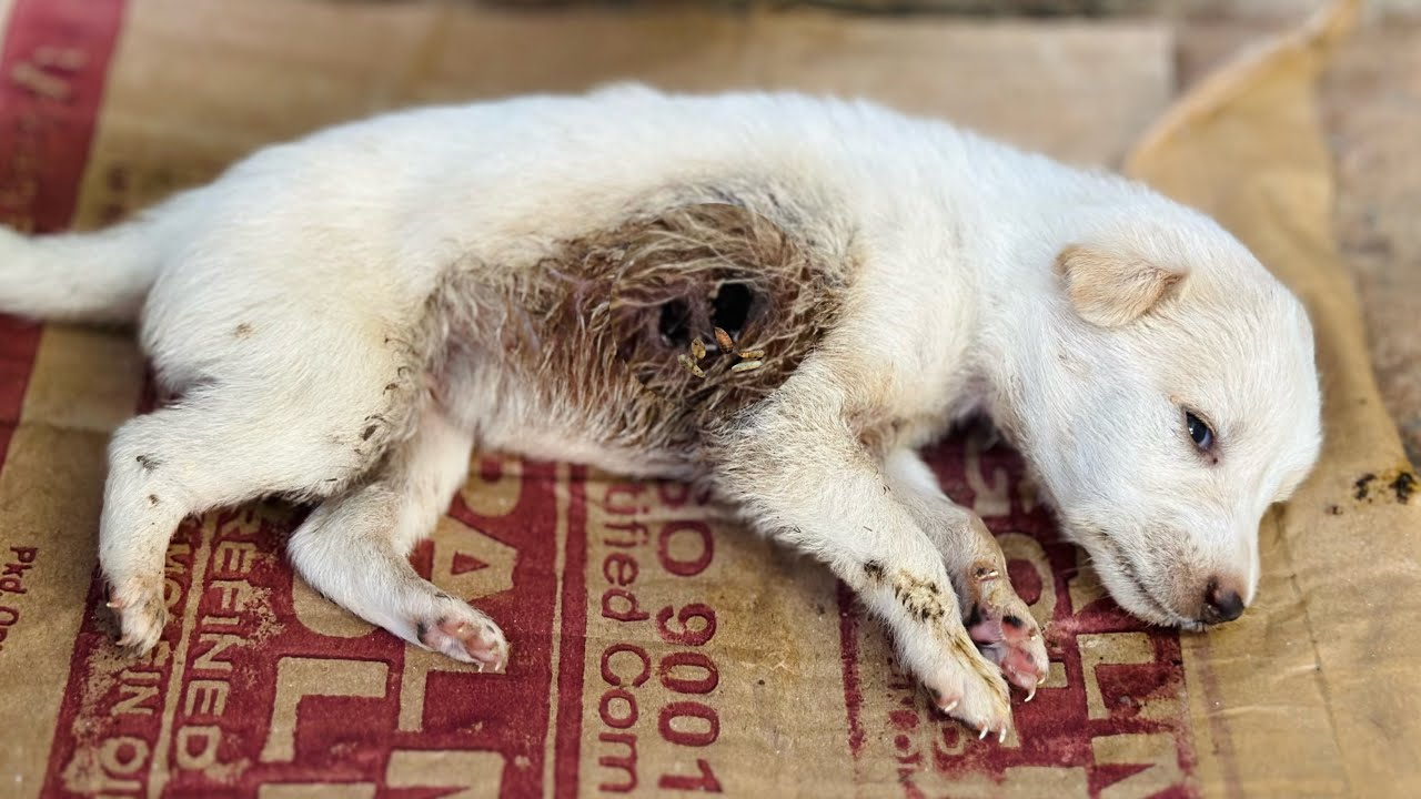 Puppies Rescued With~maggot & hole dog🥲😢🐶