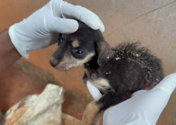 Puppies Rescued Puppies Rescued With~maggot🥲😢🐶
