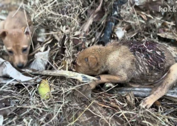 Puppies Rescued With ~Maggots&Wounds ,small puppy 😔