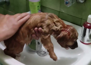 A suffering animal drifting toward silent darkness