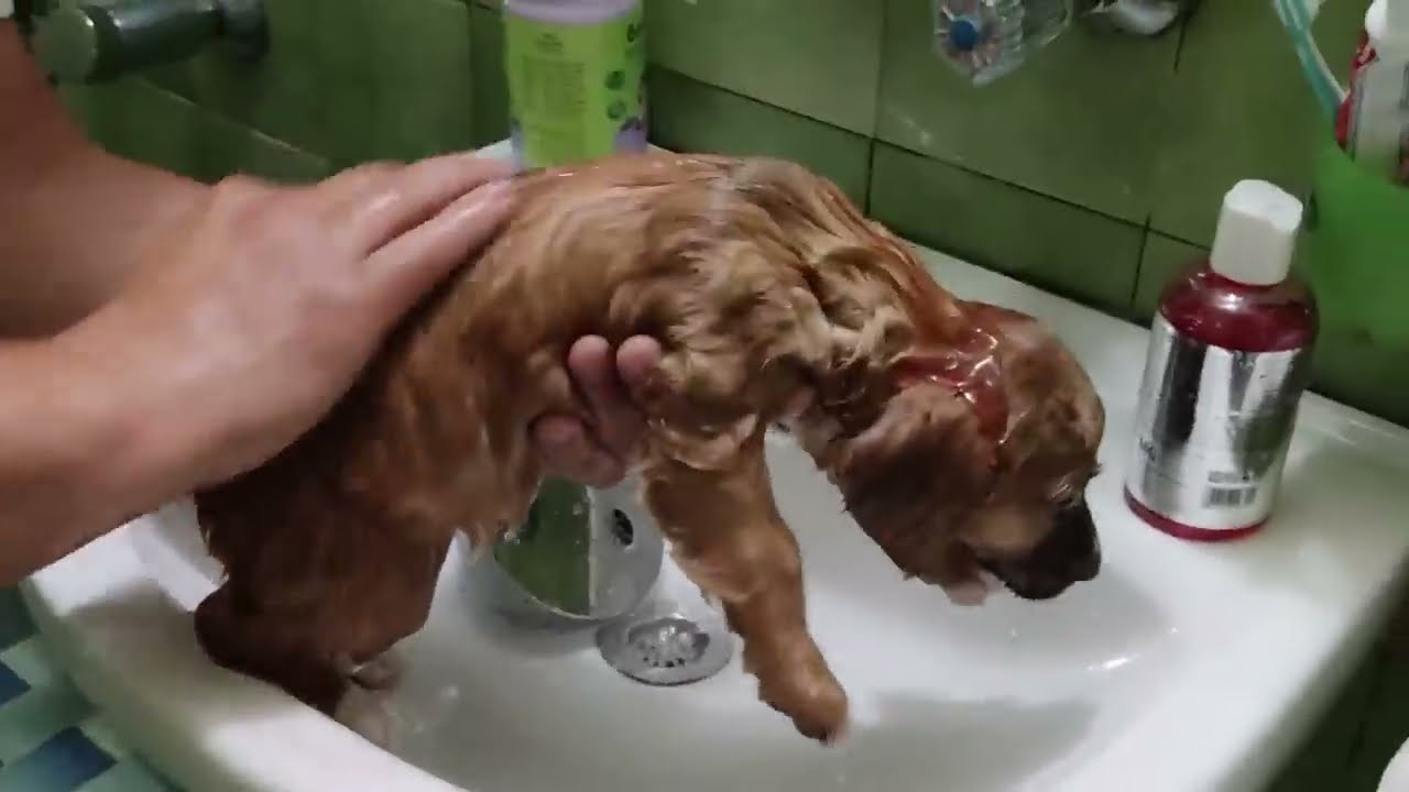 A suffering animal drifting toward silent darkness