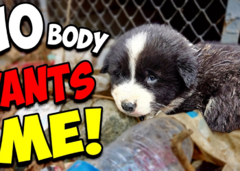 A lonely animal dying quietly without comfort