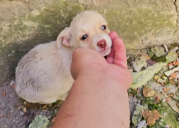 An animal gasping helplessly as pain intensifies