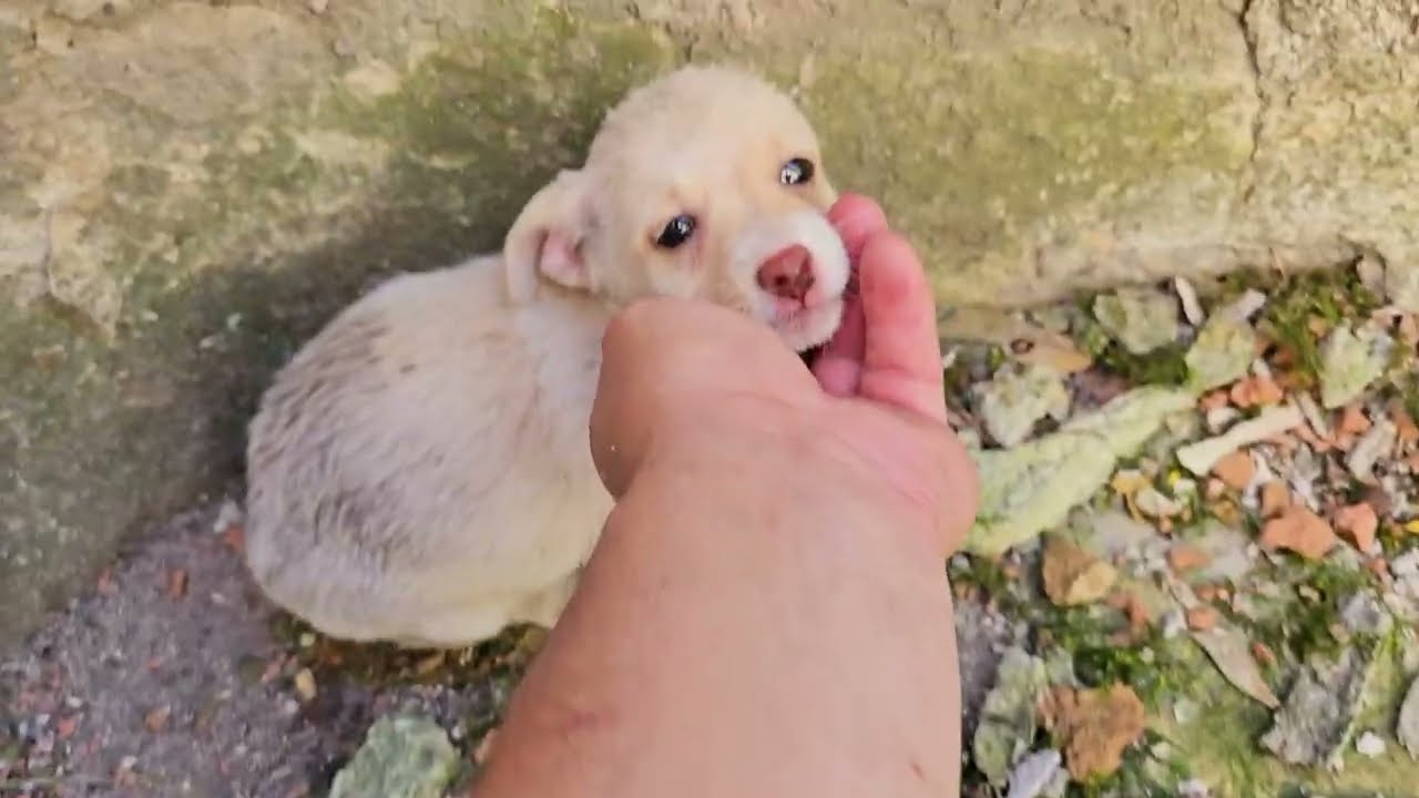 An animal gasping helplessly as pain intensifies