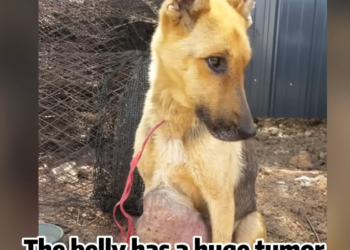 A fragile animal collapsing while waiting for mercy