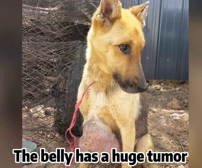 A fragile animal collapsing while waiting for mercy