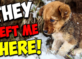 A broken animal lying motionless in deep sorrow