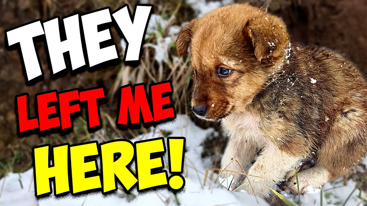 A broken animal lying motionless in deep sorrow