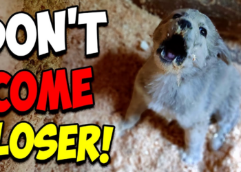 We Rescued a Screaming Puppy