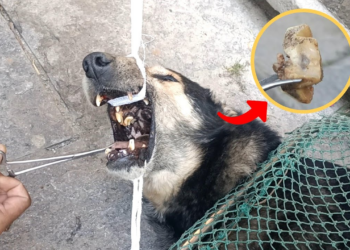 An animal shaking softly as its strength fades away