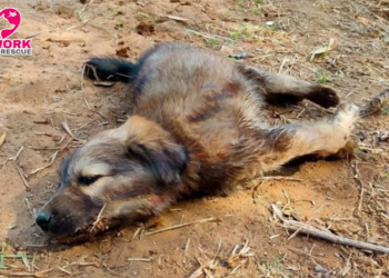 An animal gasping faintly under overwhelming fear