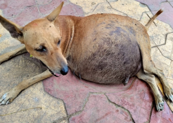 A fragile animal collapsing helplessly on the ground