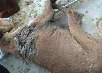 An animal fading quietly while waiting for relief