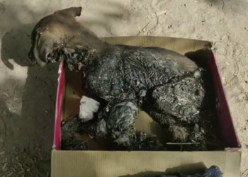 A suffering animal trembling through endless agony