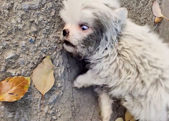 A fragile animal collapsing while waiting for mercy