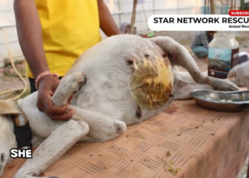 A terrified animal shaking alone through dark moments
