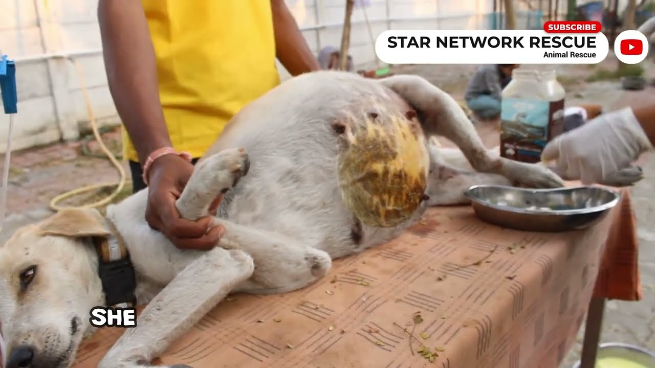 A terrified animal shaking alone through dark moments