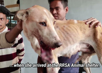 An animal drifting weakly as its body shuts down