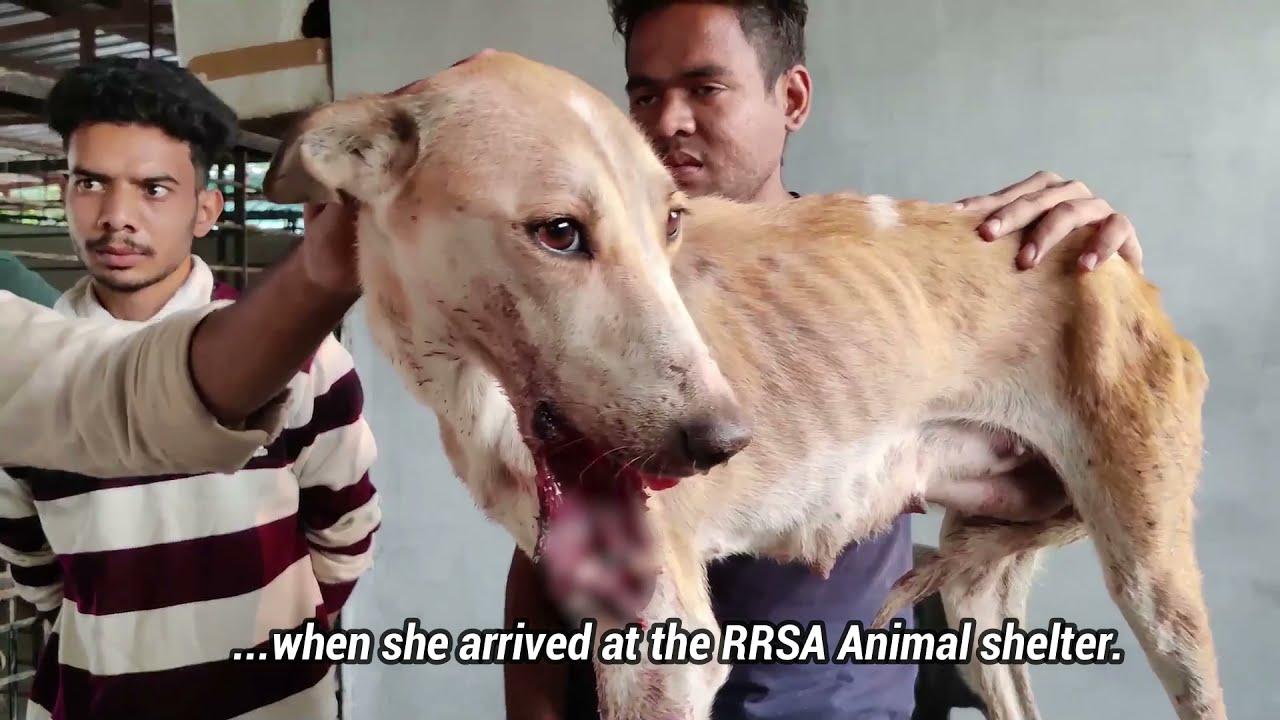 An animal drifting weakly as its body shuts down