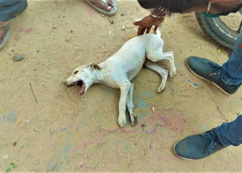 A suffering animal crying faintly for one last chance