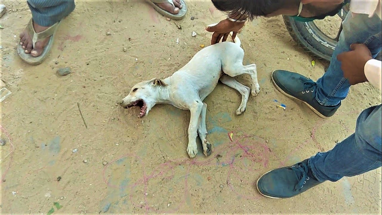 A suffering animal crying faintly for one last chance