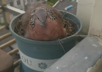 C1212001_encountered dove on rainstorm day,it ended up making home out…