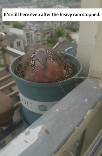 C1212001_encountered dove on rainstorm day,it ended up making home out…