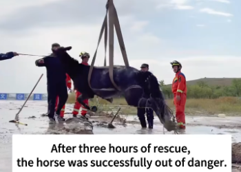 C1212002_saved horse was stuck in swamp rode it to se…