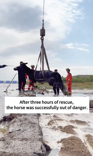 C1212002_saved horse was stuck in swamp rode it to se…