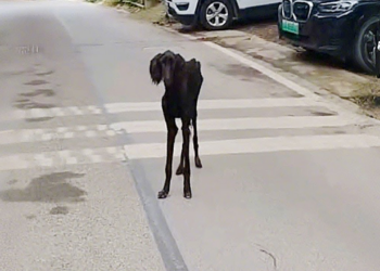 A suffering animal trembling as life slips away