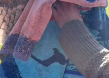 C1212004_rescued stuck barn owl released it back into wild after i…