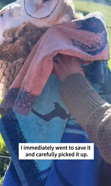 C1212004_rescued stuck barn owl released it back into wild after i…