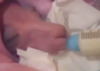 C1212006_rescued an abandoned baby kangaroo,and as it grew up,its behavior b…