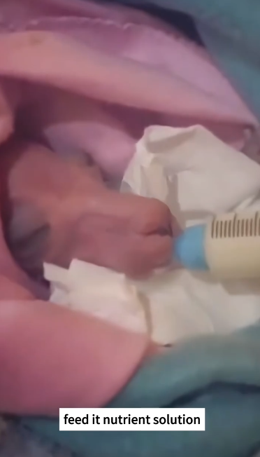 C1212006_rescued an abandoned baby kangaroo,and as it grew up,its behavior b…