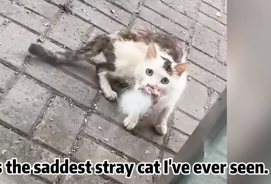 An abandoned animal trembling helplessly in fear