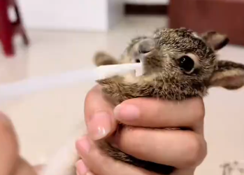 C1212009_found stray baby rabbit,after giving it to my grandparents,its si…