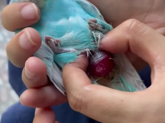 C1212010_Parrot Growth Diary#fyp #rescued #animals #parrot