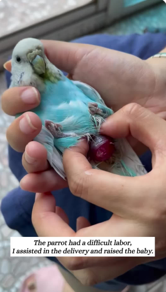 C1212010_Parrot Growth Diary#fyp #rescued #animals #parrot