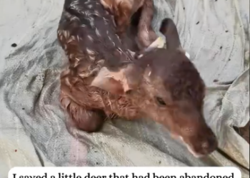 C1212011_saved little deer had been abandoned attacked by its mot…