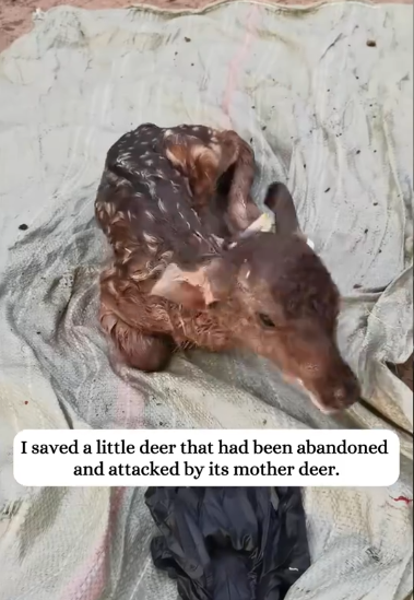 C1212011_saved little deer had been abandoned attacked by its mot…