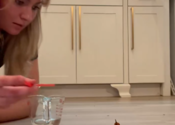 C1212013_rescued hummingbird trapped in spiderweb.#fyp #animals #rescued