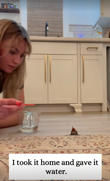 C1212013_rescued hummingbird trapped in spiderweb.#fyp #animals #rescued