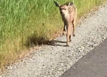 C1212014_rescued fawn had fallen into pit and…#fyp #animals #resc…