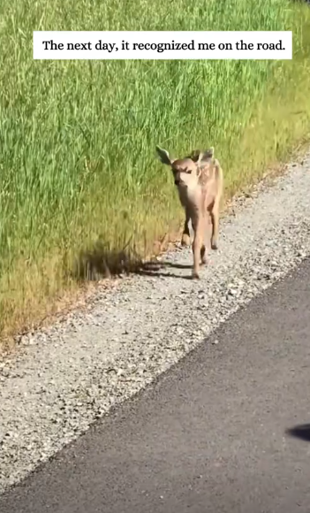 C1212014_rescued fawn had fallen into pit and…#fyp #animals #resc…