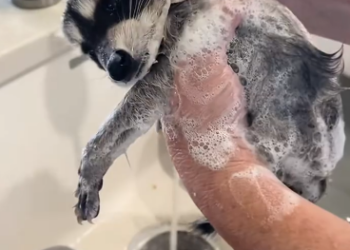 C1212015_Found baby raccoons by accident while renovating an old house.#fyp