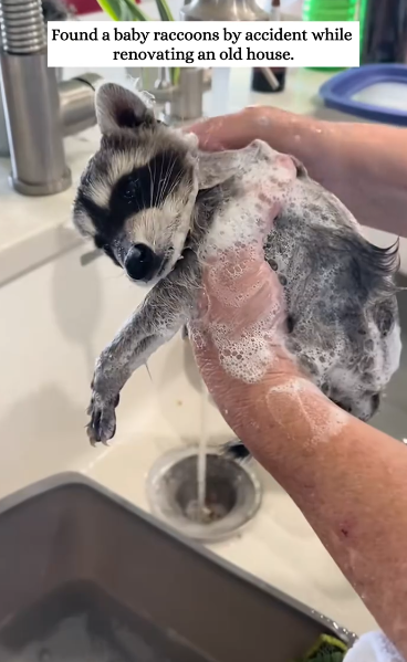 C1212015_Found baby raccoons by accident while renovating an old house.#fyp